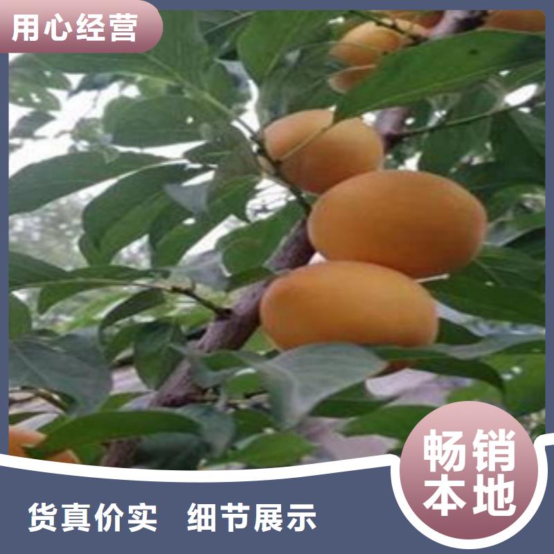 杏樹苗生產廠家-發貨及時
