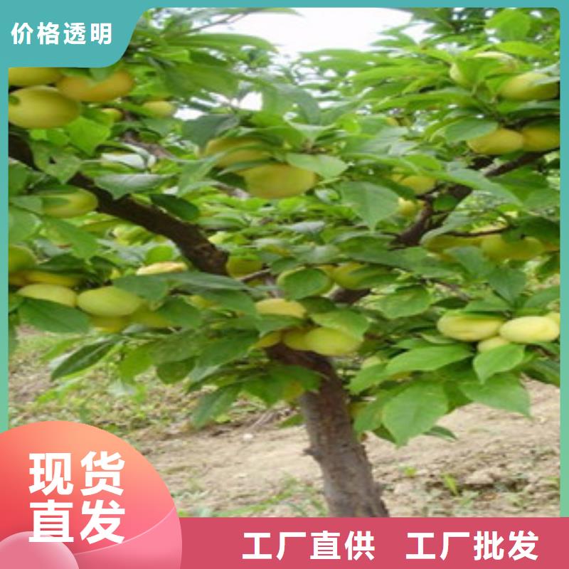 杏樹苗找興海苗木種植合作社