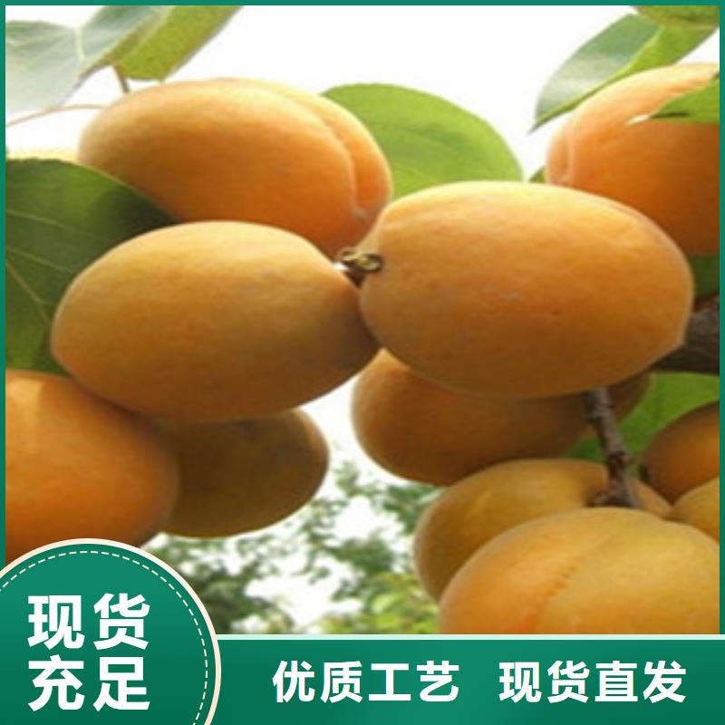 杏樹苗的規(guī)格尺寸