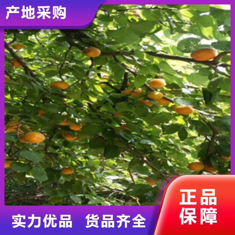 杏樹苗大量現(xiàn)貨