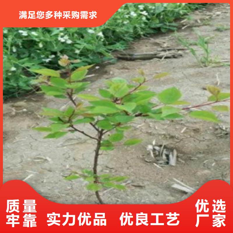 杏樹苗實力廠商