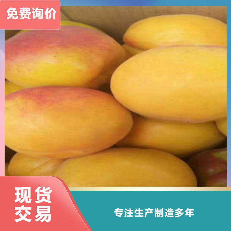 杏樹苗的規(guī)格尺寸
