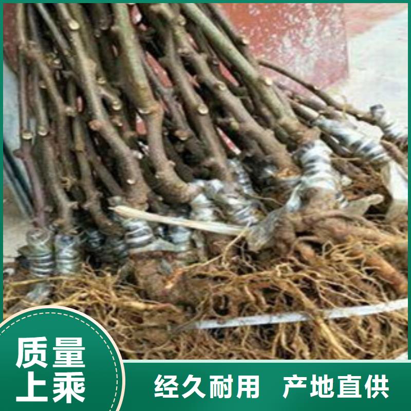 翠香猕猴桃苗0.5厘米