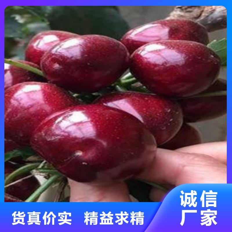 早熟樱桃树苗7公分