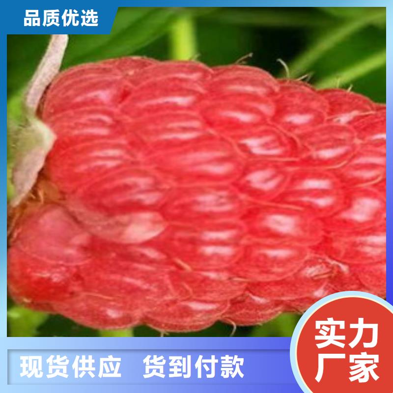 樹莓苗產品實物圖
