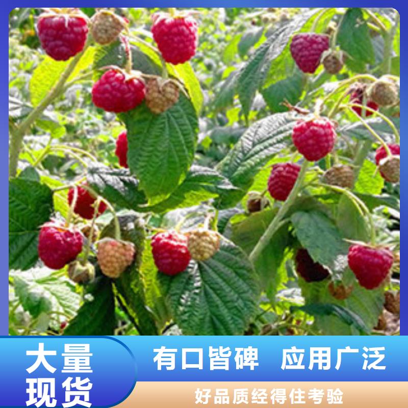 樹莓苗正規廠家生產