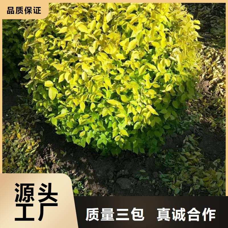 红王子锦带小苗24小时免费