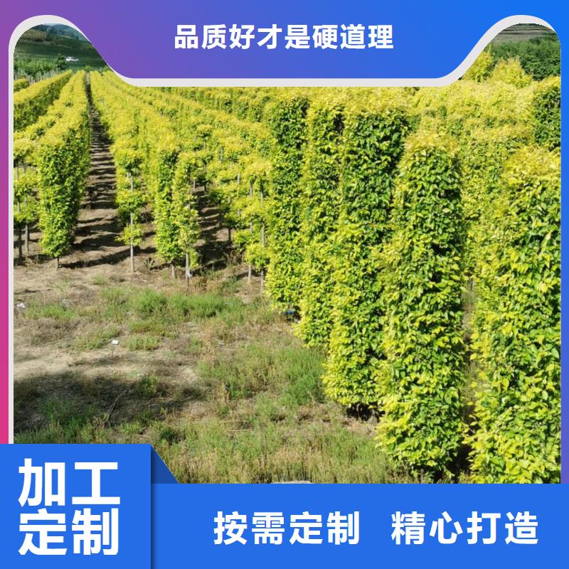 榆叶梅球榆叶梅小苗咨询价格预定