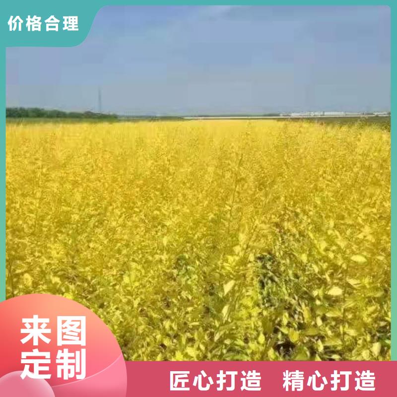 四季锦带锦带花小苗维吾尔自治区哪里卖多少钱一棵