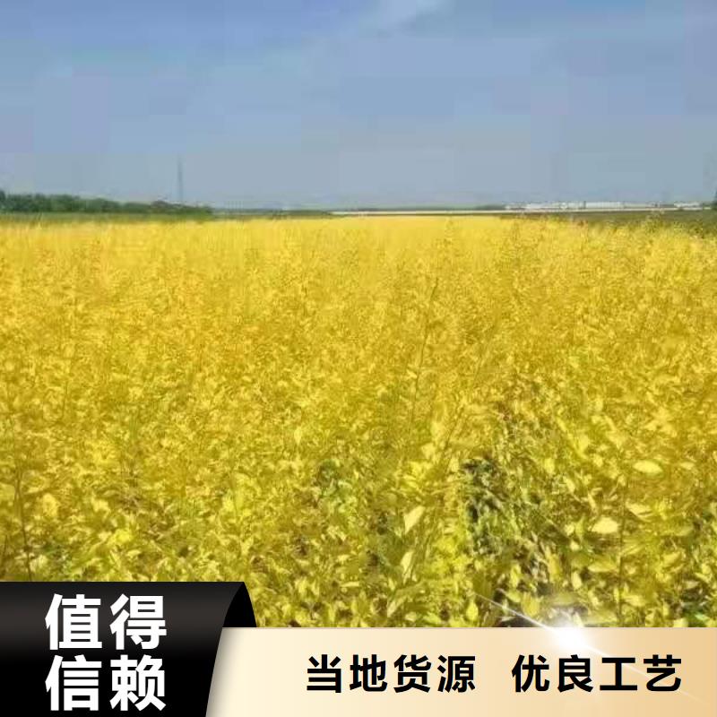 小叶丁香小苗球主营东北各种花灌木