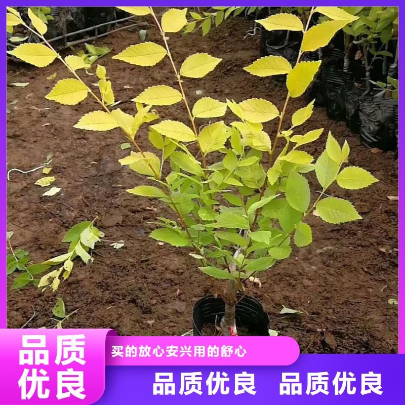 天目琼花小苗主营东北各种花灌木