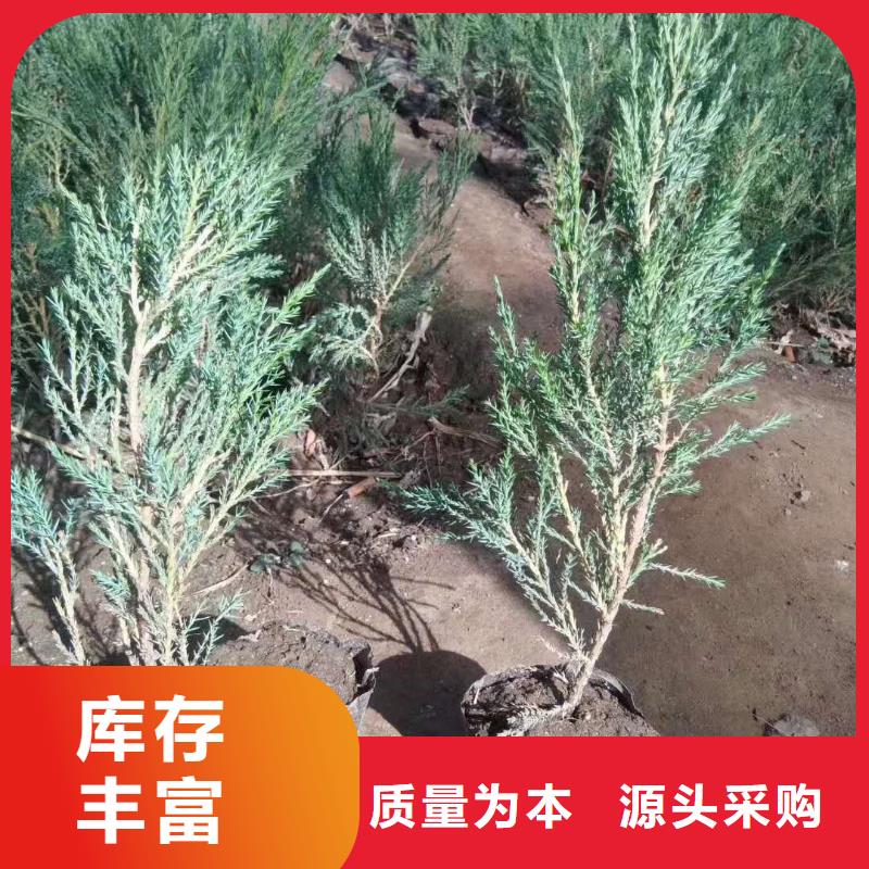 沙地柏公司