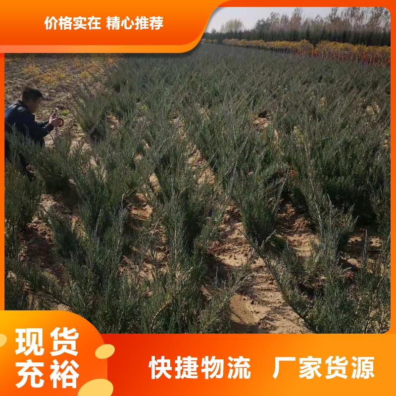 采购沙地柏认准苗木种植专业合作社