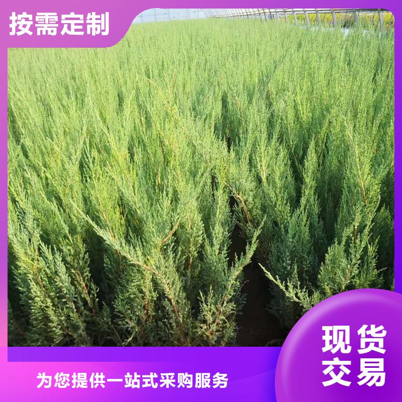沙地柏品质与价格同行