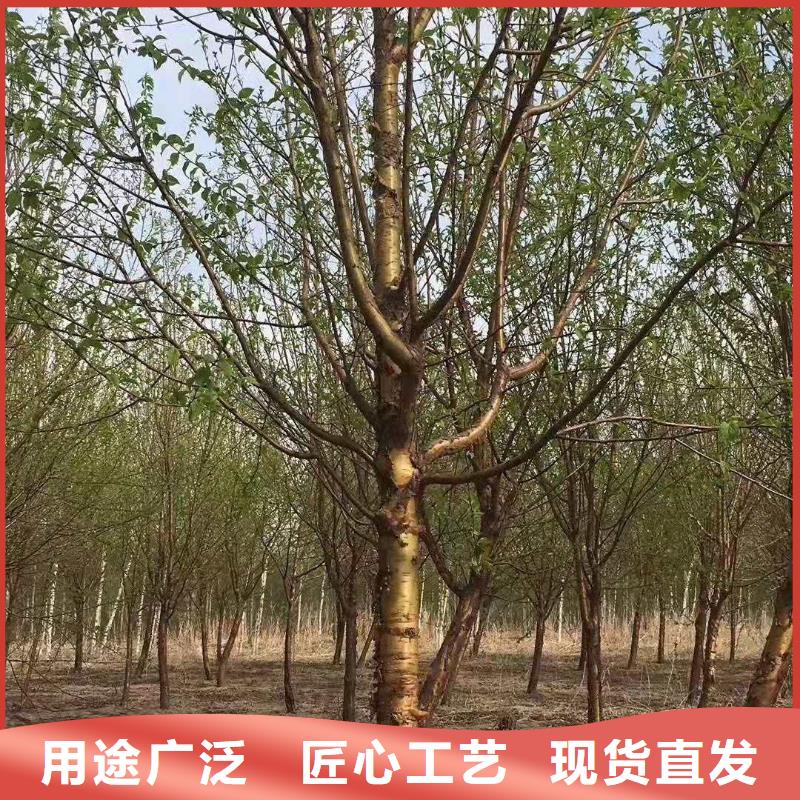 紫叶稠李就选苗木种植专业合作社