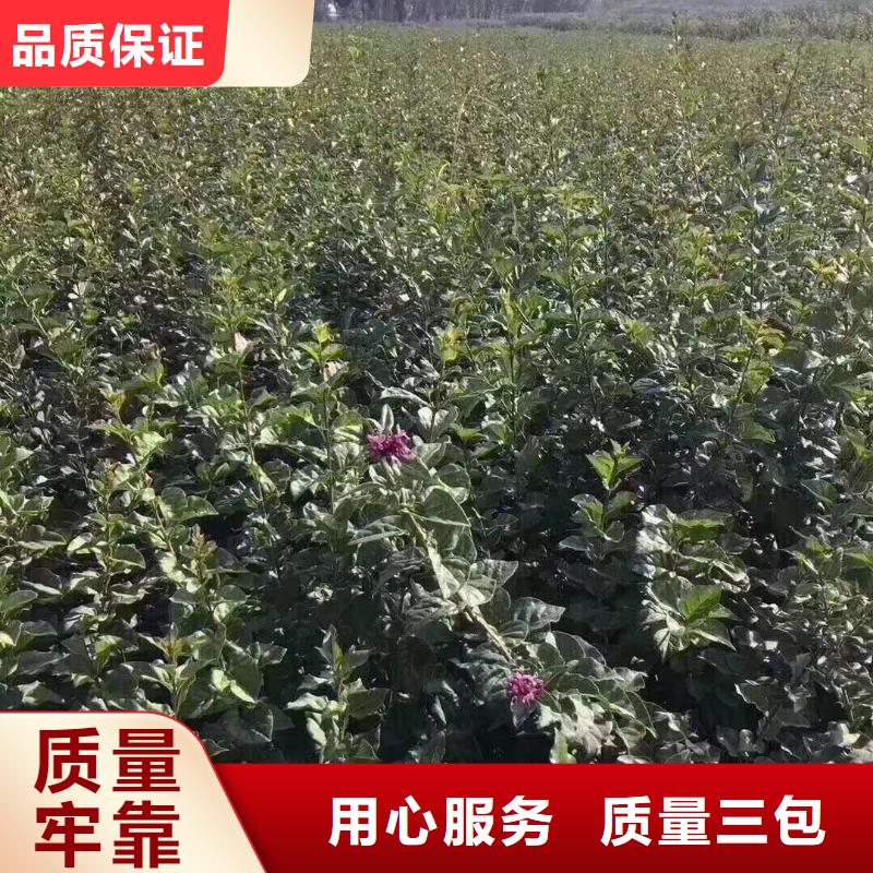 小叶丁香-实体厂家质量放心