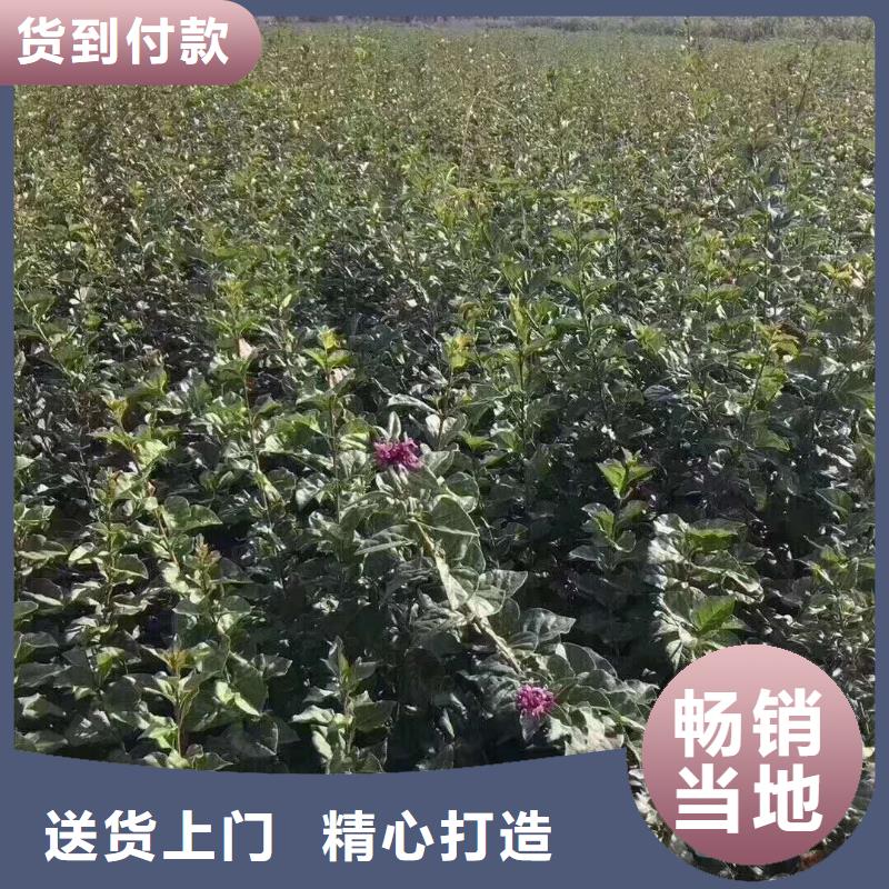 小叶丁香参数详情