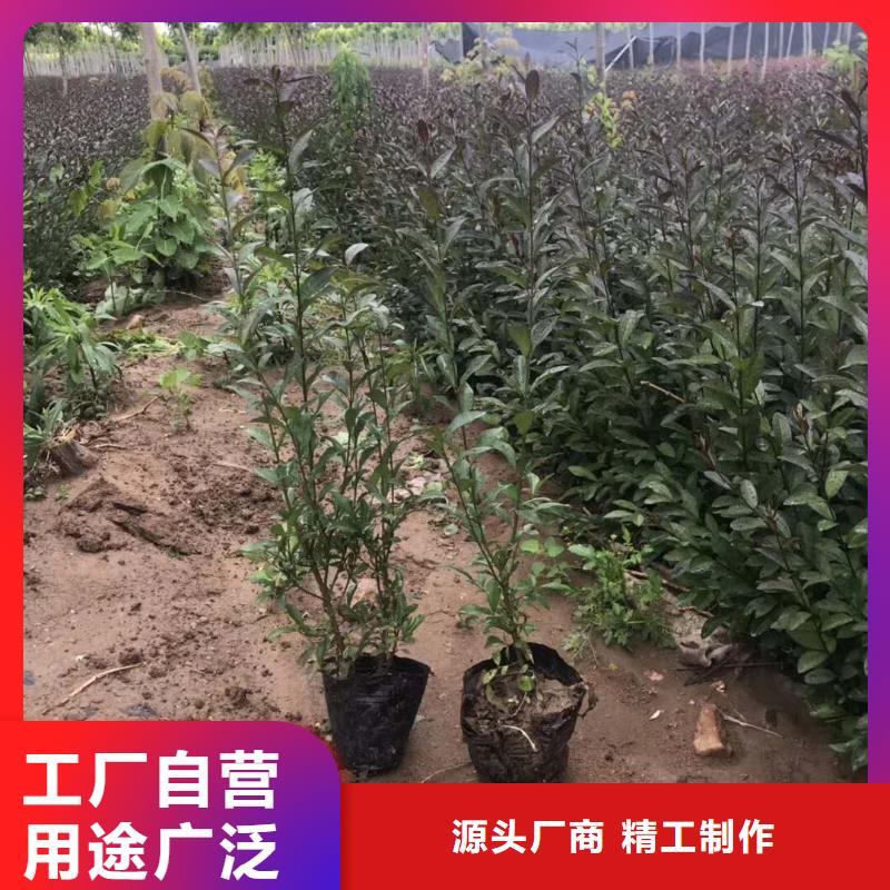 有现货的小叶丁香基地