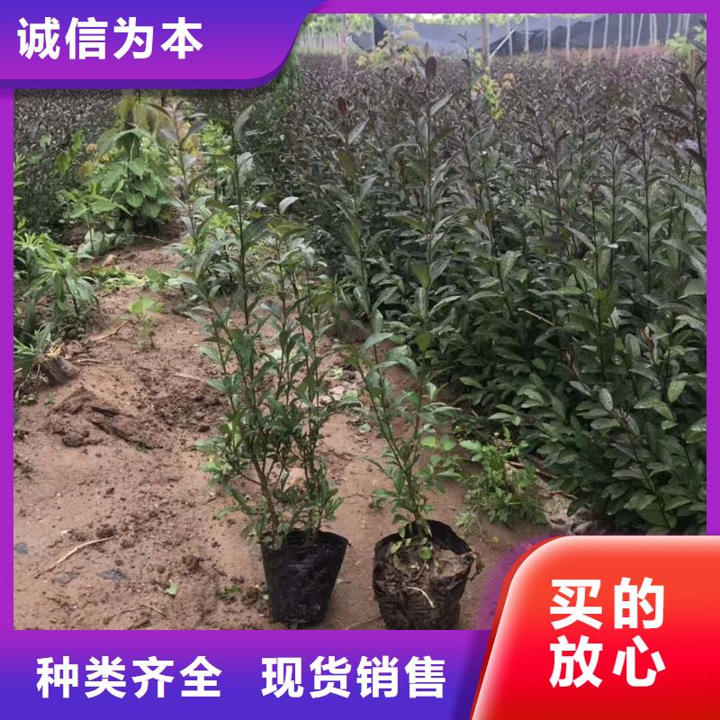 供应小叶丁香厂家