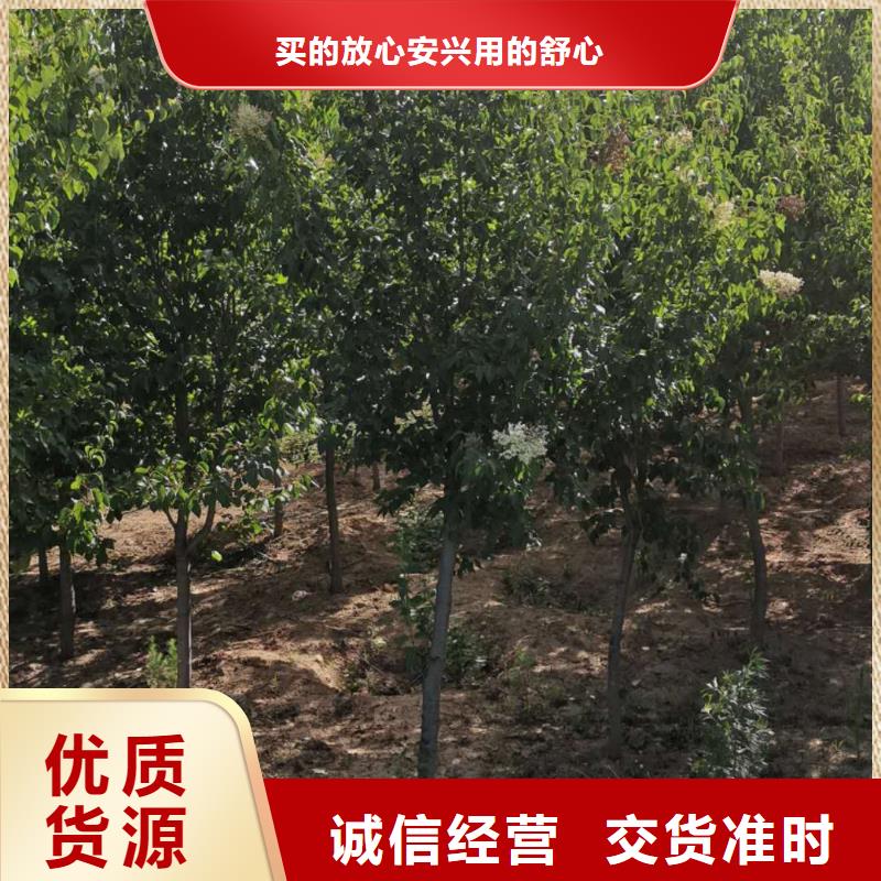 小叶丁香找苗木种植专业合作社