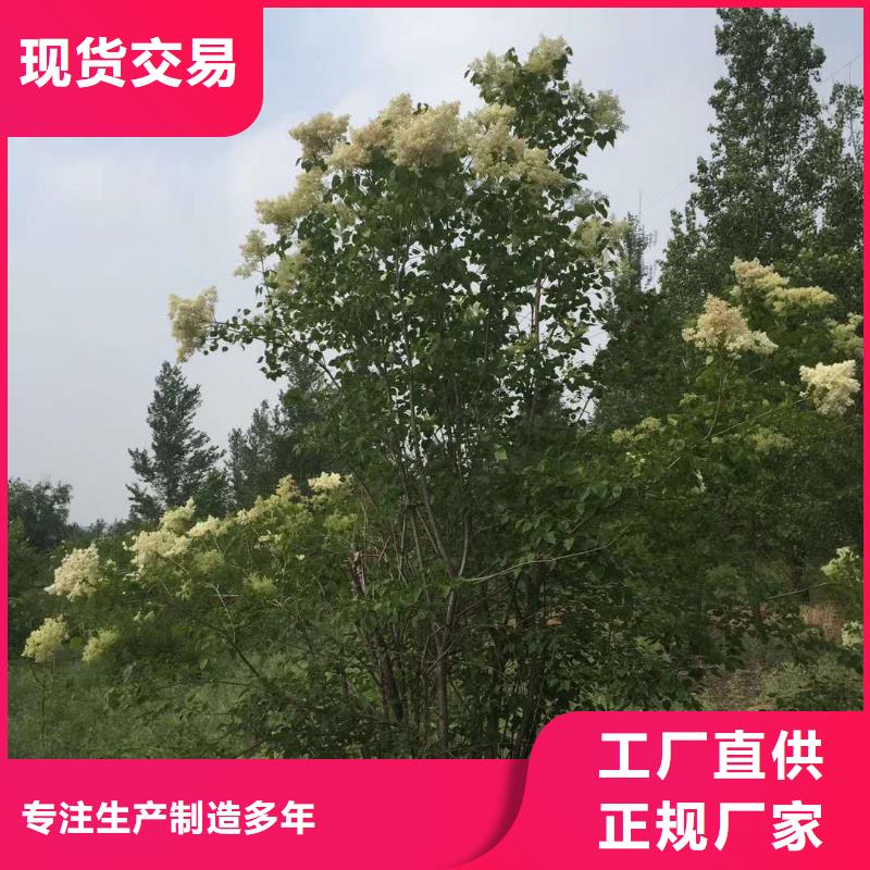 小叶丁香产品齐全