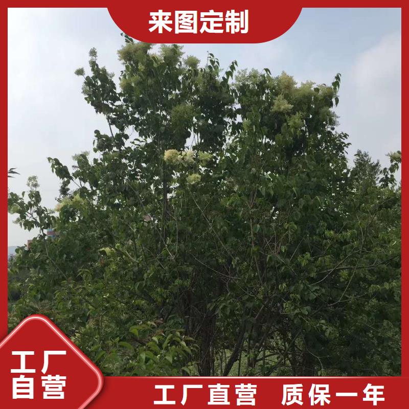 优质小叶丁香的基地