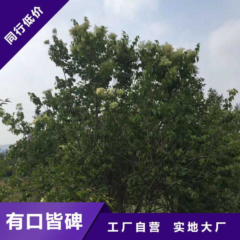 小叶丁香产品齐全