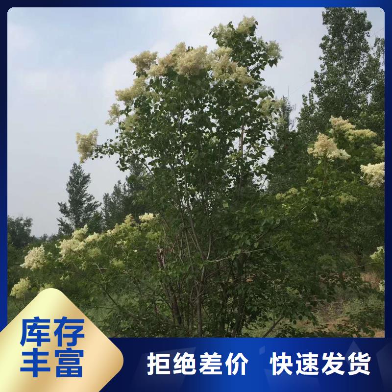 小叶丁香物流快捷