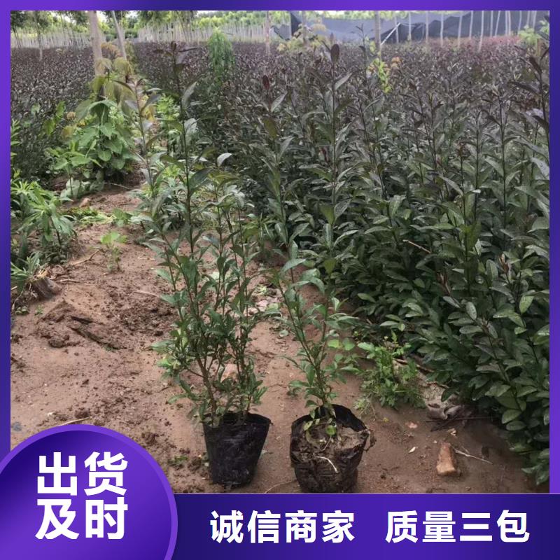 小叶丁香生产厂家支持定制