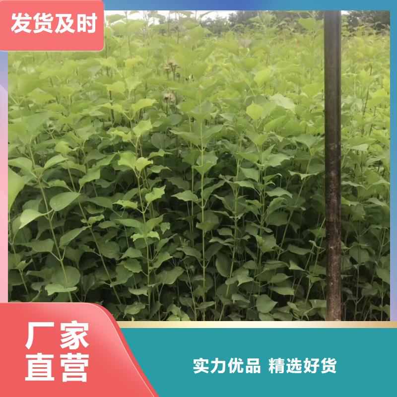 小叶丁香物流快捷