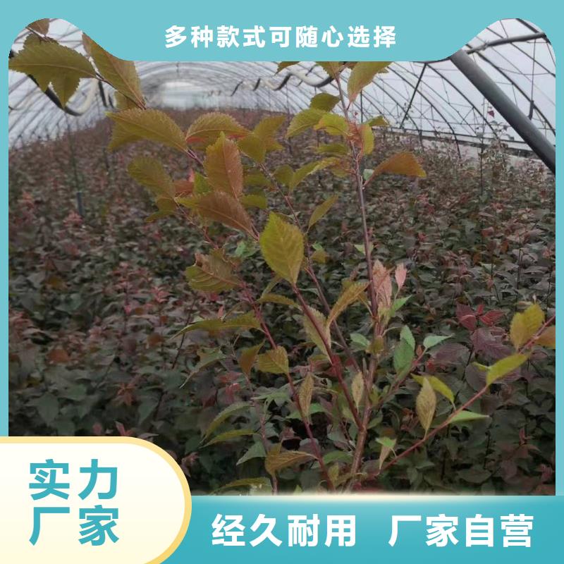 性价比高的红叶榆叶梅公司