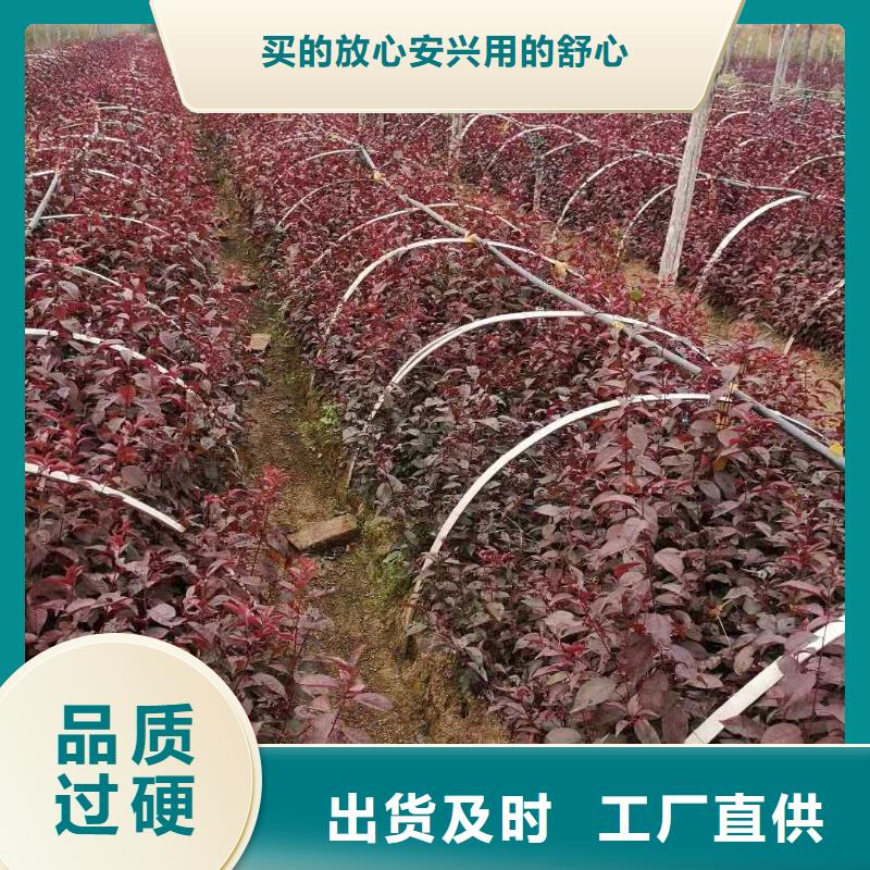 值得信赖的红叶榆叶梅经销商