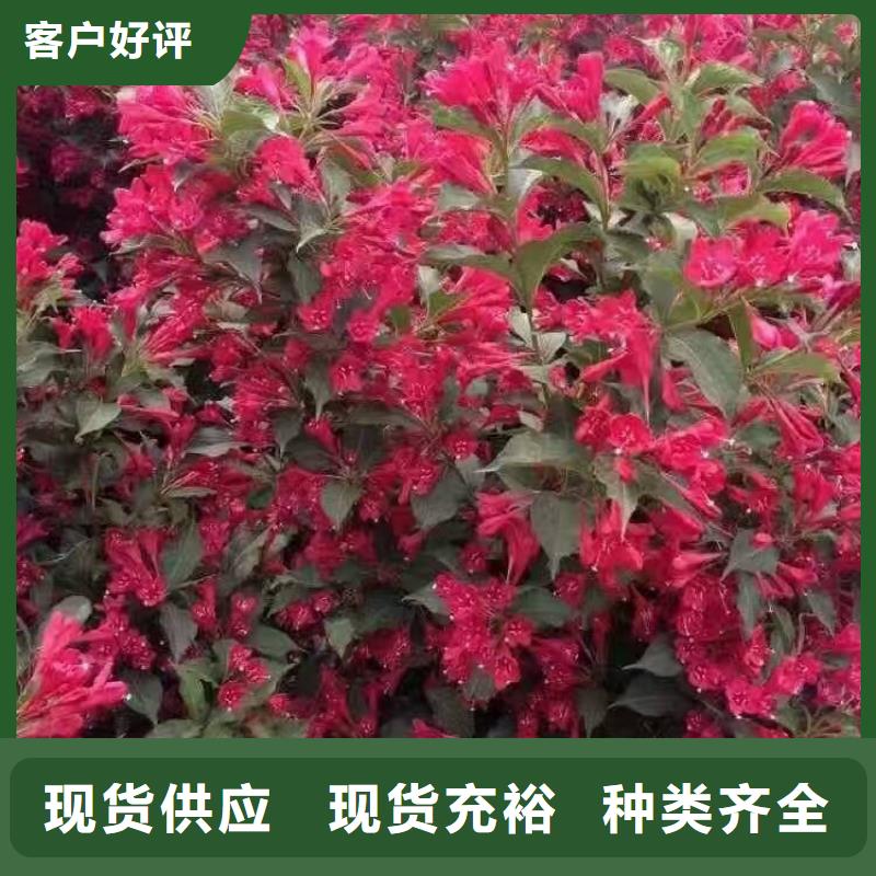 天目琼花小苗