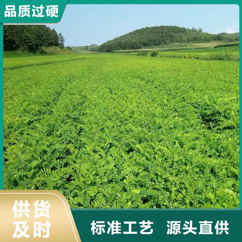大花水椏木小苗