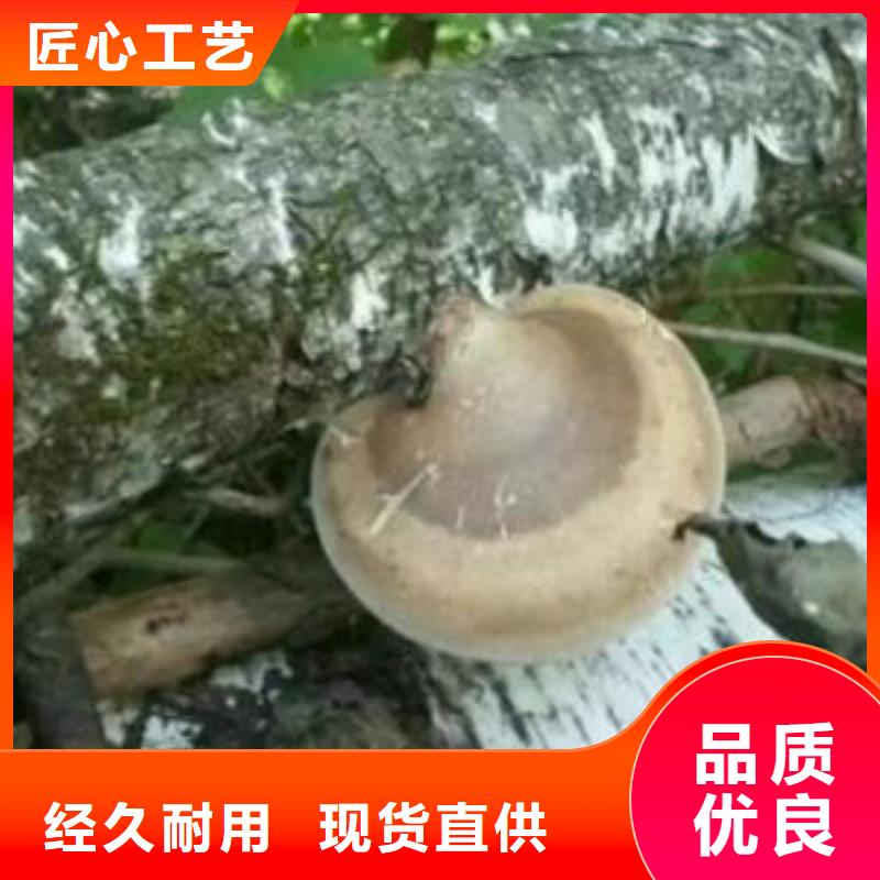 破壁灵芝孢子粉
怎么吃好吃