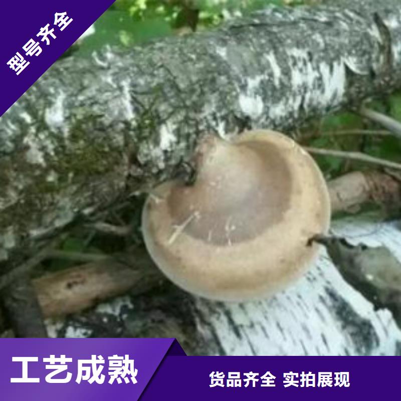 灵芝种子
