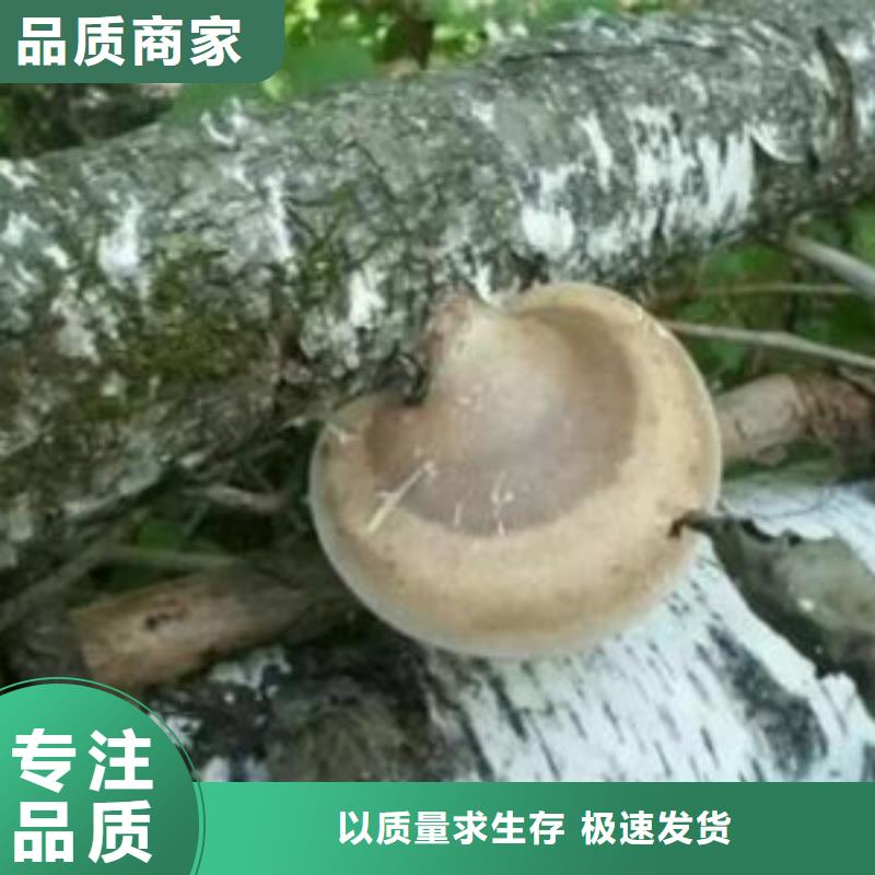 龙潭灵芝切片效果