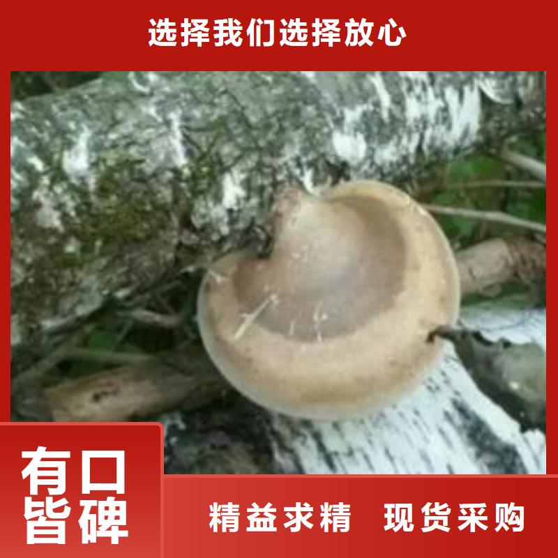 破壁灵芝孢子粉哪种好