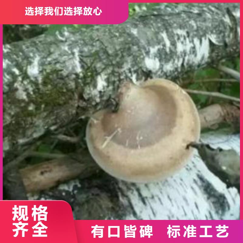 破壁灵芝孢子粉的吃法