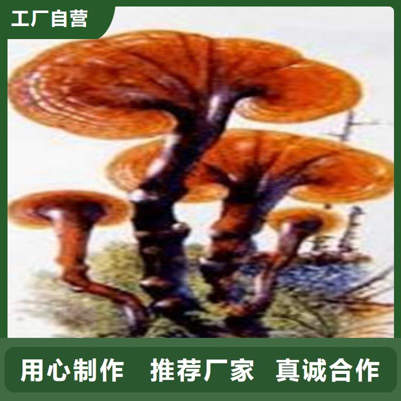 赤灵芝
怎么样