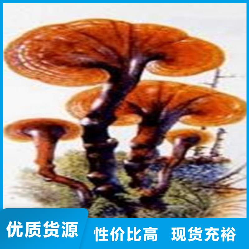 破壁灵芝孢子粉
图片