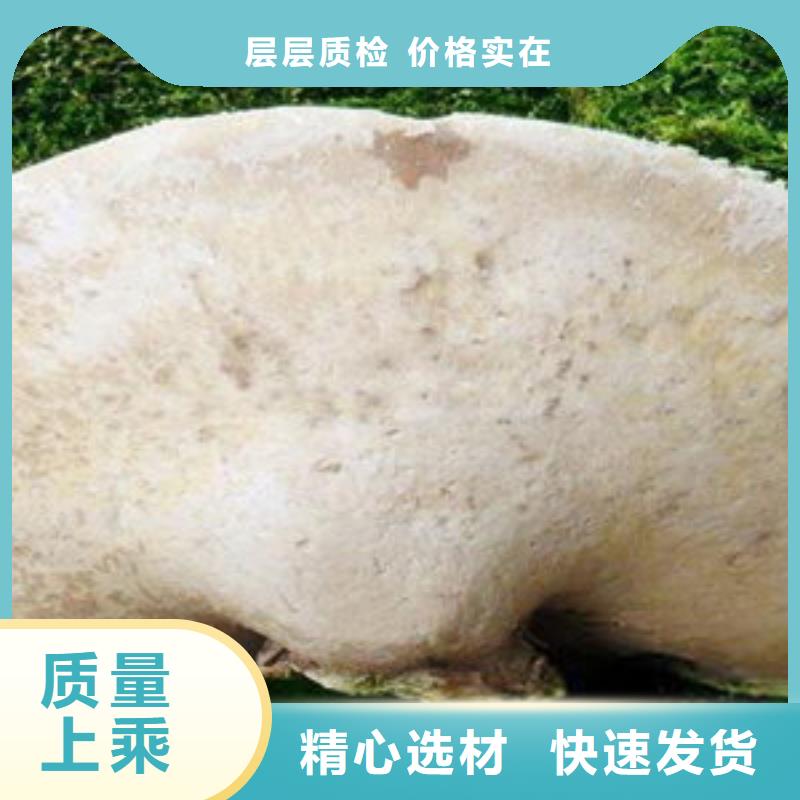 永吉破壁灵芝孢子粉生产基地