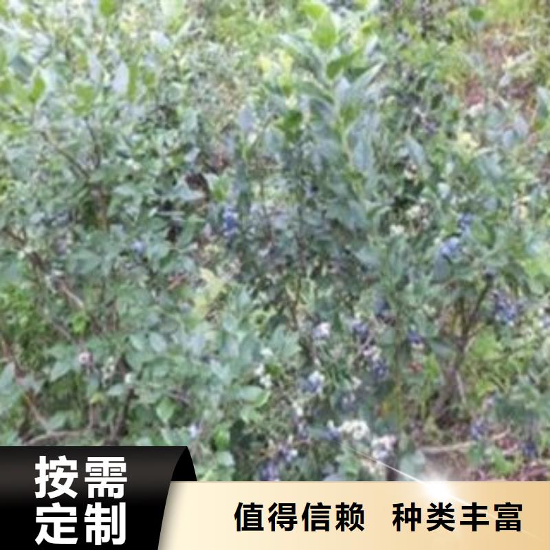 兔眼蓝莓苗【关键词2