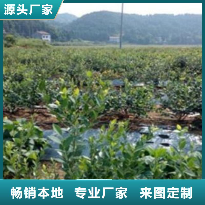 蓝莓苗使用无忧