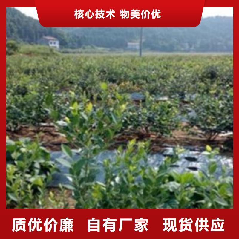 蓝莓苗市场价格