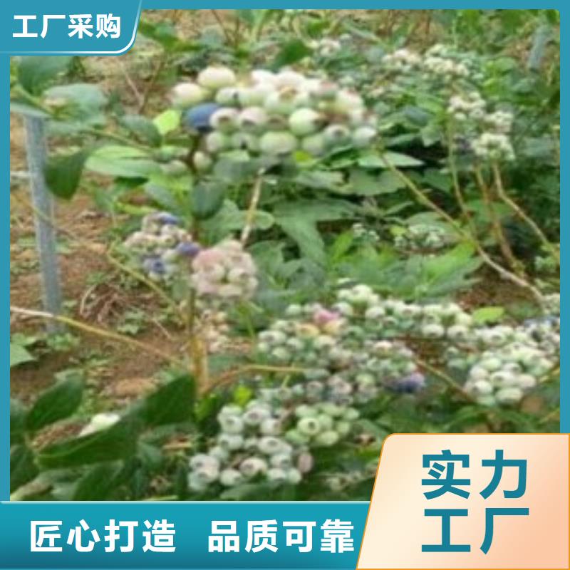 布里吉塔藍莓苗苗木公司