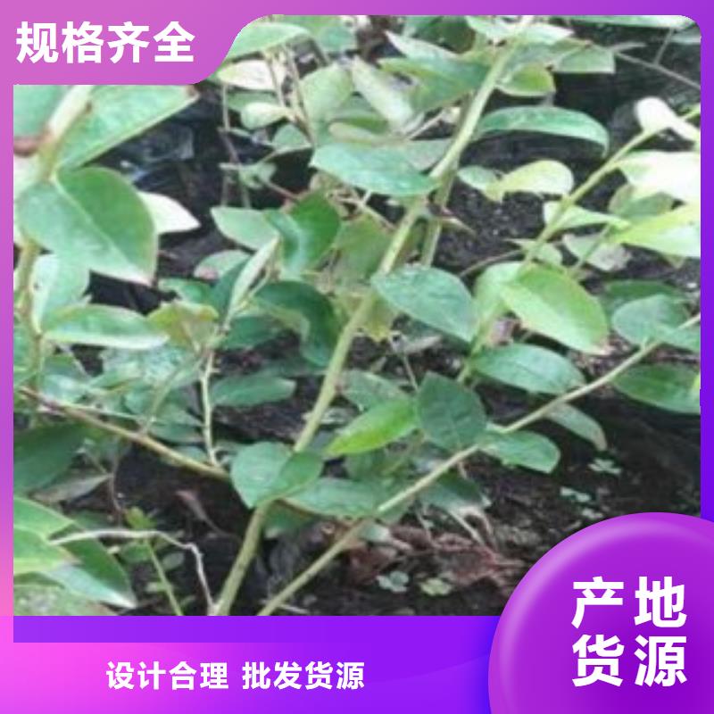 薄霧藍(lán)莓苗育苗基地
