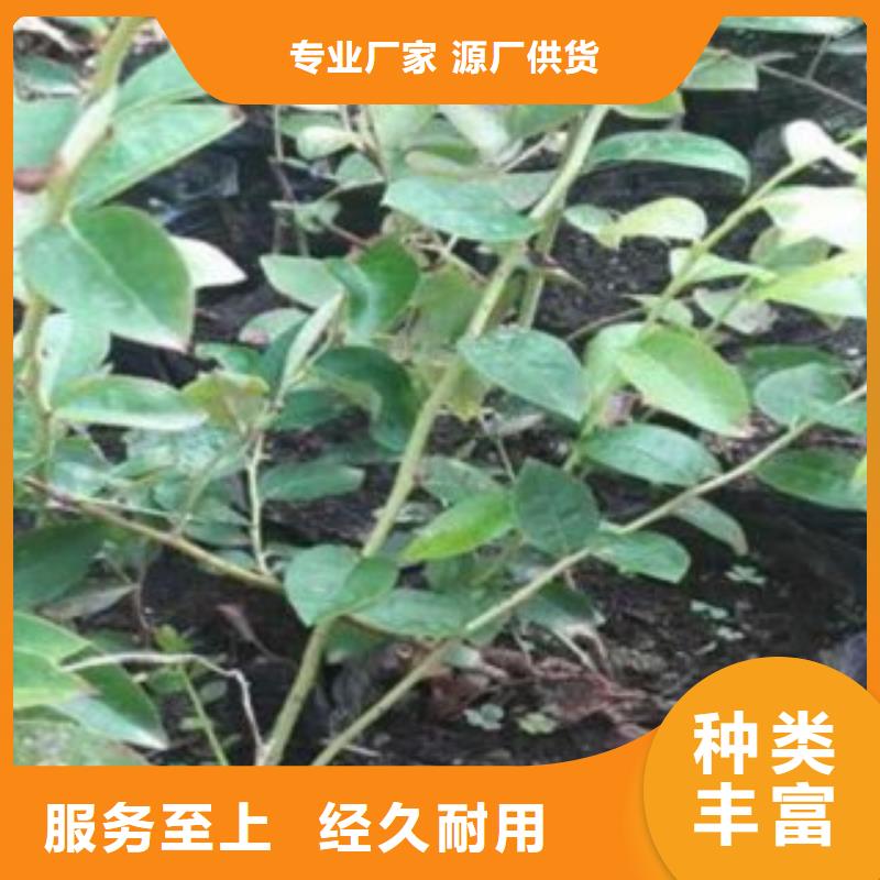 阳光蓝蓝莓苗【关键词2