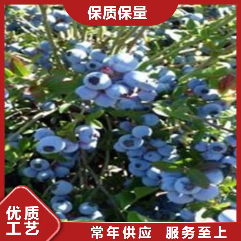 專業銷售藍莓苗-放心