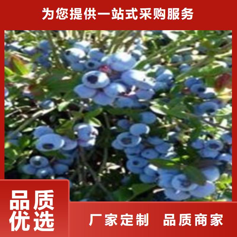 藍(lán)莓苗批發(fā)零售-定做